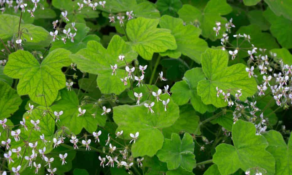 ‘Pelargonium tomentosum has a strong peppermint scent.’