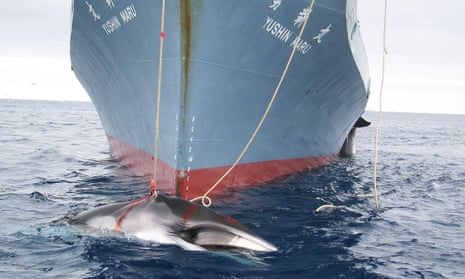 A Japanese whaling ship in the Southern Ocean in 2014. Pro-conservation countries at the International Whaling Commission’s (IWC) biennial conference will step up pressure on Japan. 