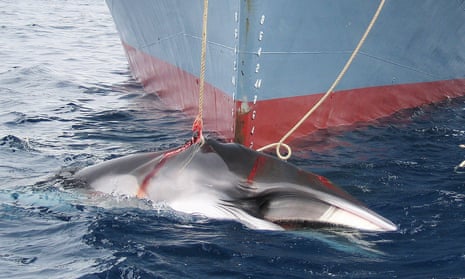 Japan has continued to hunt whales legally for “scientific research”.