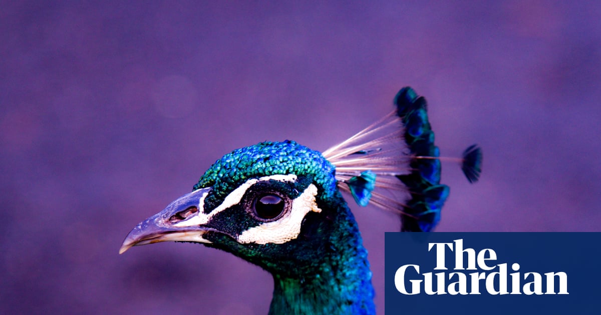 The peacock parent problem: how to survive being raised by a narcissist