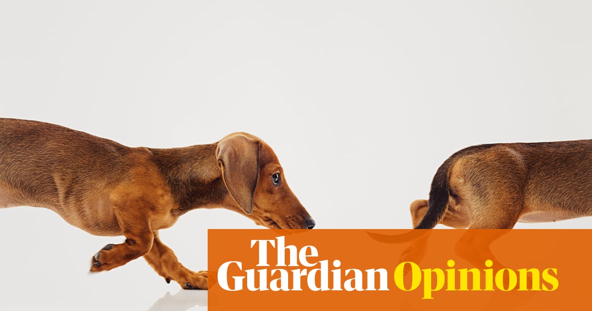 Why do dogs wag their tails? You asked Google – here’s the answer | Jules Howard