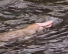 Pink platypus spotted in Gippsland is cute – but don’t get too excited