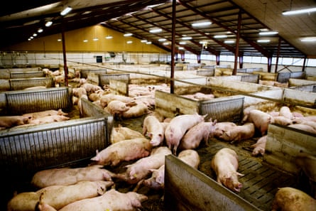 The Danish government gives substantial financial support to pig farmers.