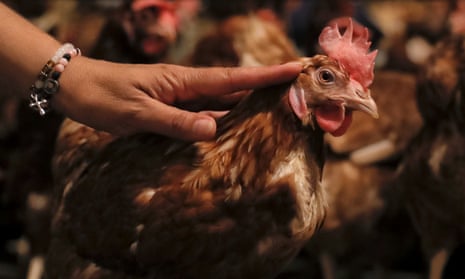 A chicken at a farm in Romania