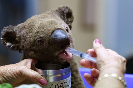 A dehydrated and injured koala is cared for in November 2019