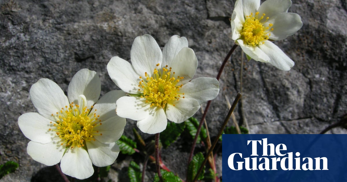 Plantwatch: how flowers keep themselves and their insect visitors cosy | Science Plantwatch: how flowers keep themselves and their insect visitors cosy | Science