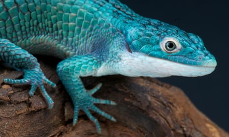 Blue alligator lizard  (Abronia graminea)