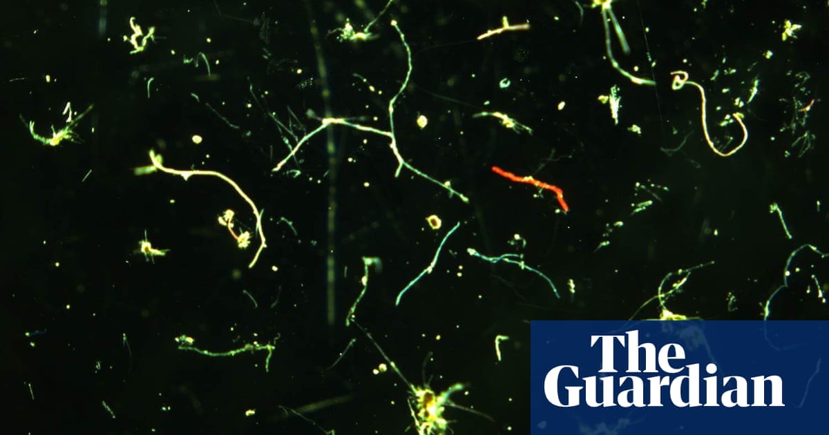 Microplastics found in greater quantities than ever before on seabed - The Guardian