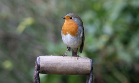 Who, what, why: How aggressive are robins? - BBC News