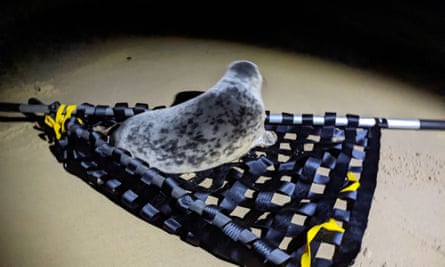 The seal pup loaded on to a stretcher by the rescue team, ready to be returned to the beach.