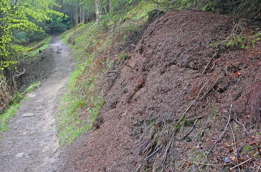 A wood ant nest beside the forest trail, thatched with Sitka spruce needles and home to 100,000 ants.