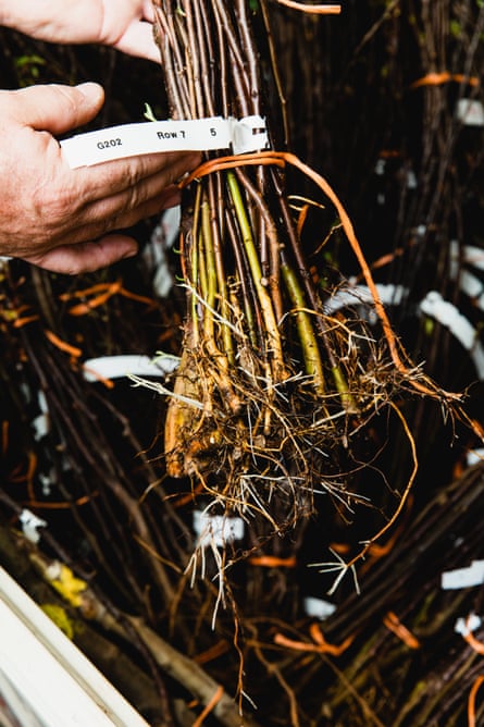 a person holding roots