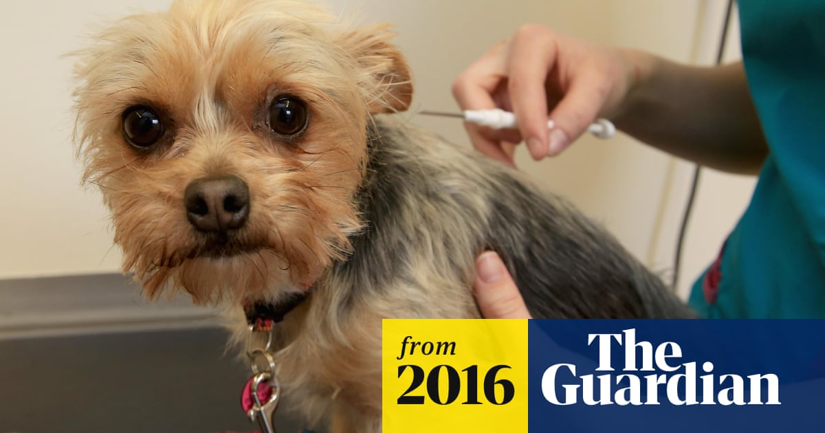 Vet Bills Are They Making You Sick As A Dog Household Bills The Guardian Vet Bills Are They Making You Sick As A Dog Household Bills The Guardian