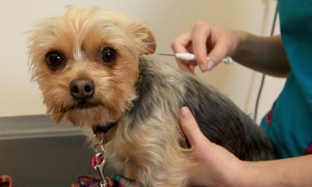 Vet Bills Are They Making You Sick As A Dog Household Bills The Guardian