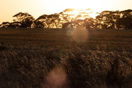 Golden grass field lit by a sunset