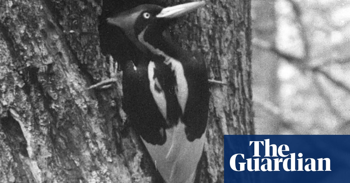 Back from the dead? Elusive ivory-billed woodpecker not extinct, researchers say