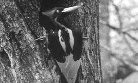 This handout photo taken from movie footage recorded by Arthur Allen in Louisiana in 1935 shows an ivory-billed woodpecker.