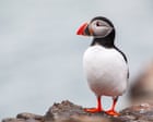 Birdwatch: the paradoxical puffin – a comical bird with a fighting spirit