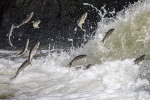 Pearl mullets migrate to fresh waters by swimming against the flow to breed during annual migration from Lake Van, Turkey. The pearl mullet, also called flying fish because they jump over obstacles during their journey, generally stand out with their bright silvery, gray-green back and silvery belly