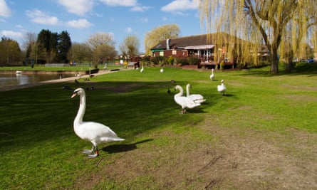 Mute swans and cafe in Riverside Park St Neots