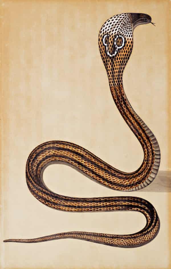 A Cobra De Capello, circa 1800