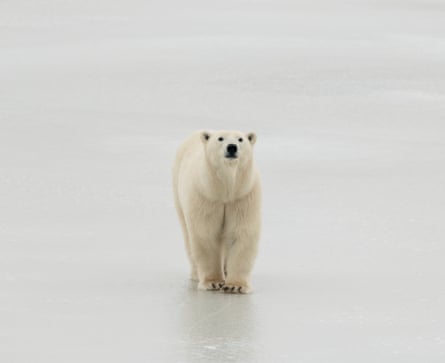 A solitary polar bear looks at the camera as it walks across ice