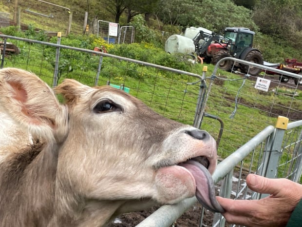 Milking the local market: shaking up the NSW south coast dairy industry 9 John Fairley’s new Jamberoo milk label has given hope to smaller dairy farm operations in the Jamberoo Valley struggling with milk quotas to the larger processors.