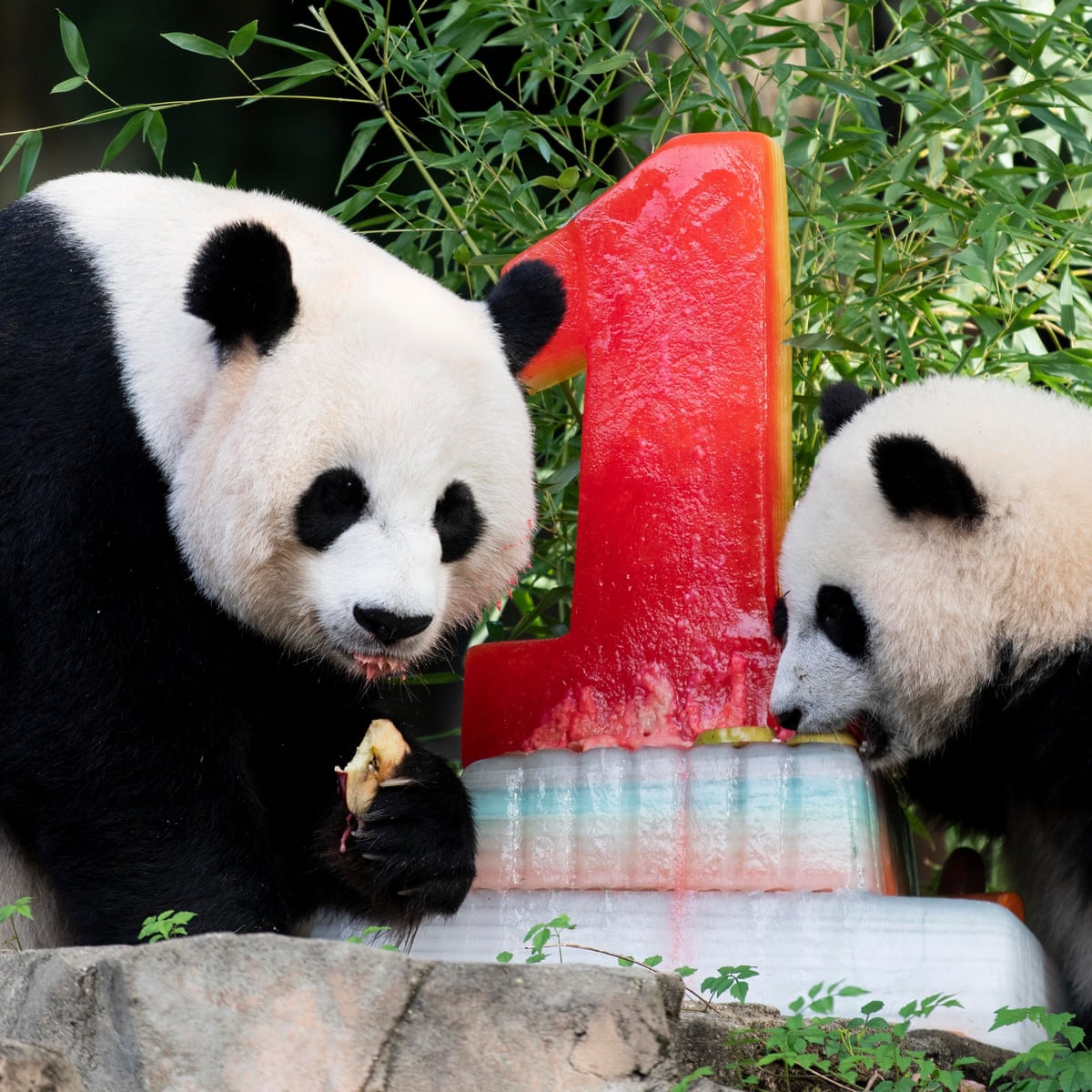 Sad Fruit Giant Pandas And A Host Of Birthday Joy Take The Thursday Quiz Life And Style The Guardian Sad Fruit Giant Pandas And A Host Of Birthday Joy Take The Thursday Quiz Life And Style The Guardian