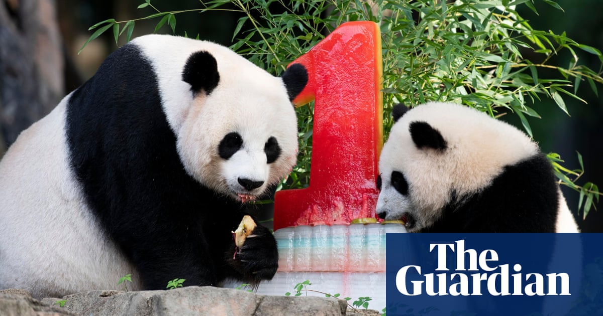 Sad fruit, giant pandas and a host of birthday joy – take the Thursday quiz