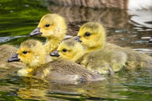 Fluffy goslings in a pond