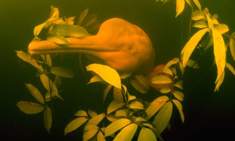 Amazon river dolphins or botos in Brazil