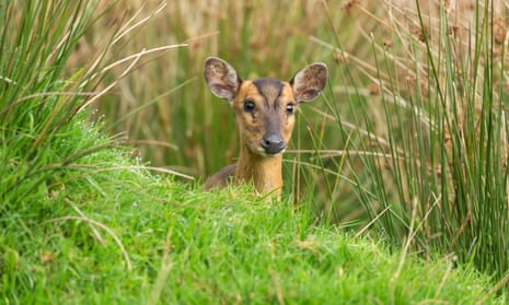 Muntjac, Muntiacus reevesi. Naturalized in Britain although native to China.