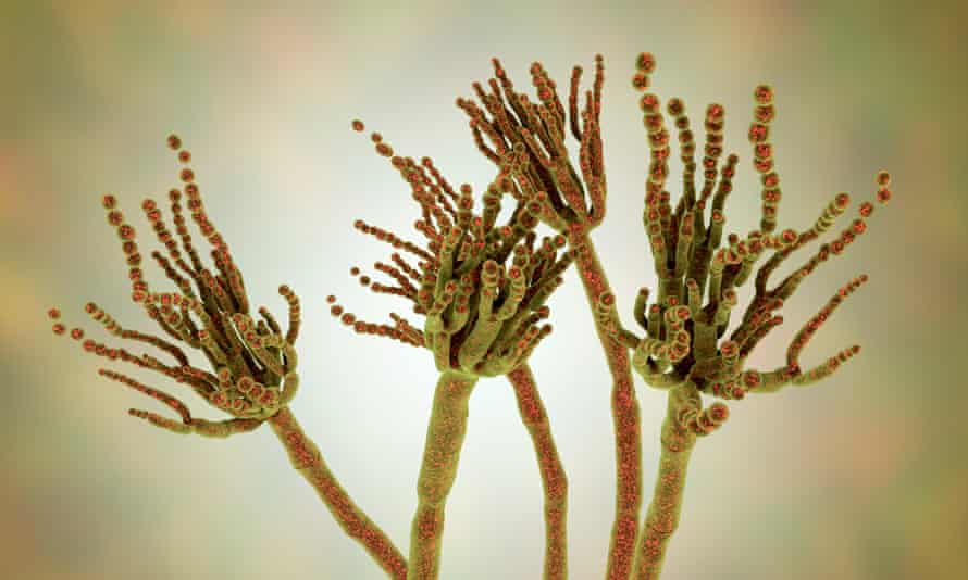 Penicillium roqueforti fungus, illustration