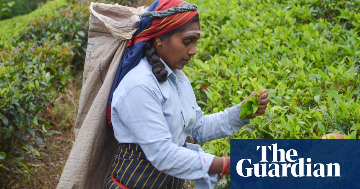 ‘We give our blood so they live comfortably’: Sri Lanka’s tea pickers say they go hungry and live in squalor