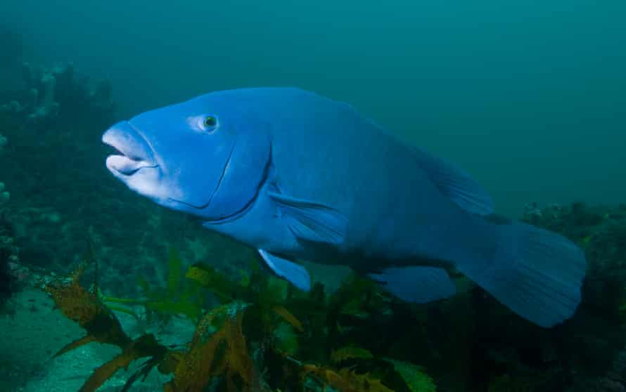 A large but “friendly” blue grouper fish – a common sight for Sydney snorkelers.