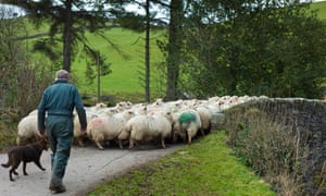 Michael Gove has said that tariffs would be used to protect British farmers in the event of a no-deal Brexit.