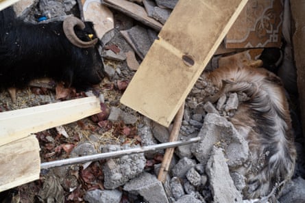 A closeup of rubble, with what seems to be a dead animal partly visible