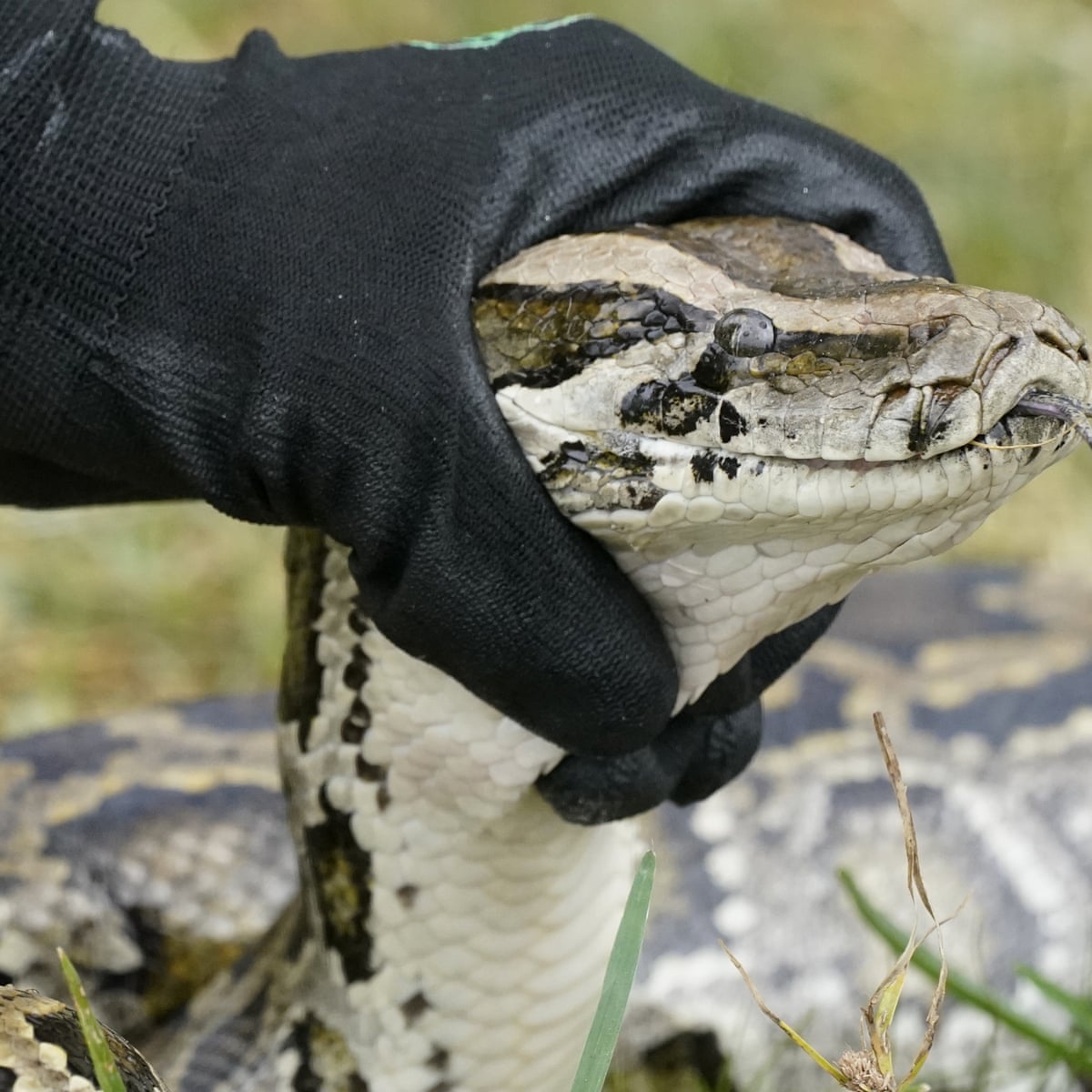 Snake Eats Alligator Then Explodes