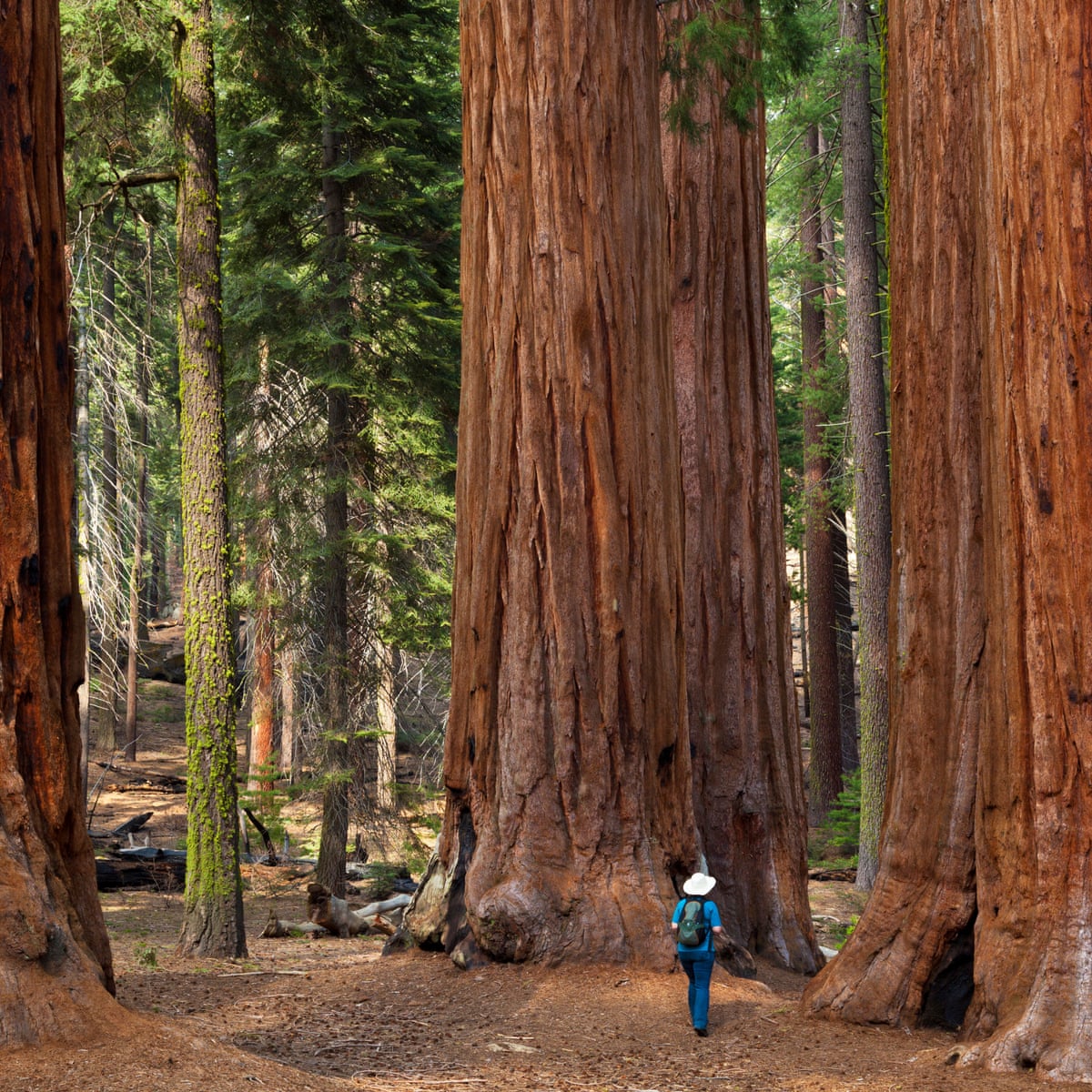 Once they're gone, they're gone': the fight to save the giant sequoia |  California | The Guardian