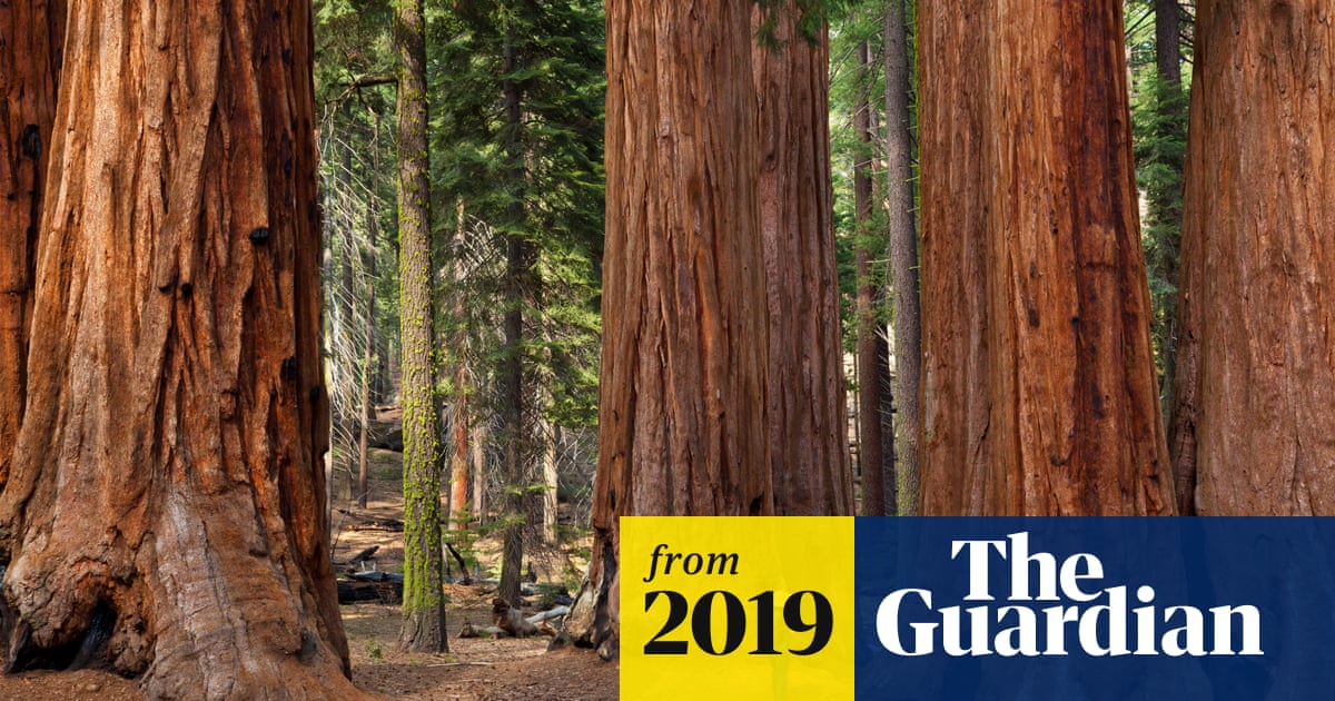 'Once they're gone, they're gone': the fight to save the giant sequoia