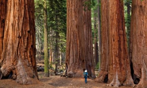 Giant sequoia trees in Sequoia national park, Sierra Nevada, California.