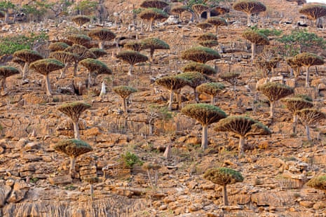 Dragon’s blood trees on Socotra.