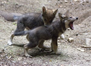 Eight-week-old Eurasian wolf cubs, from of a litter of five, born at Cotswold wildlife park, UK