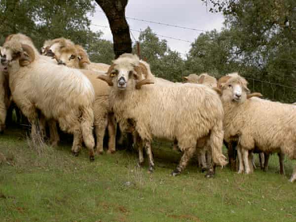 Churra Lebrijana, one of Spain's indigenous sheep varieties