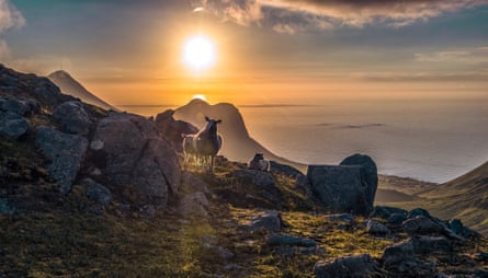 Sheep in the midnight sun, taken from Myrlands skaret, Flakstad, Lofoten, Nordland, in Norway