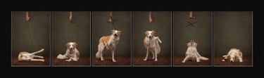 Six images of a border collie on a puppeteer’s strings