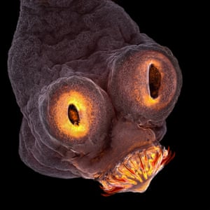Strange And Beautiful Things Under A Microscope In