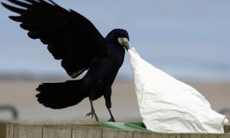 A rook pulling at rubbish in a bin