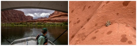 Left: Ecologist Emily Palmquit looks out to the Colorado River. Right: A red-spotted toad hops along in the rain.