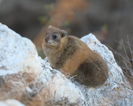 A rock hyrax sitting on a rock. A rock hyrax sitting on a rock.